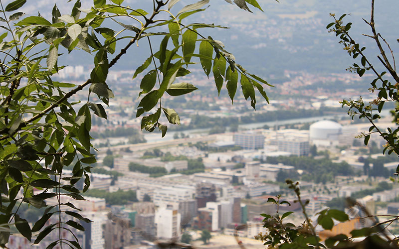 Looking out from the foliage towards Grenoble